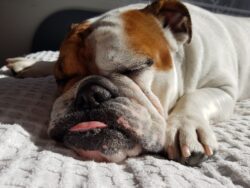 Razas de Perros -Bulldog Inglês